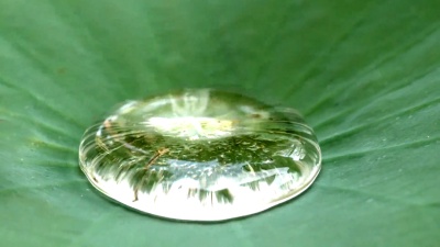 慢动作，荷叶上的水滴。