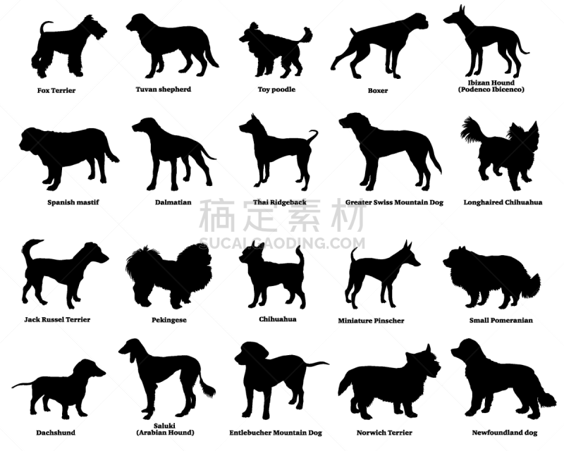 狗,四只动物,大麦町,纯种犬,纽芬兰犬,背景分离,拳师犬,布置,服从,站
