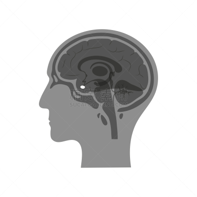 绘画插图,矢量,分离着色,脑下垂体腺,生物学,有序,健康保健,侧面,半球体,背景分离