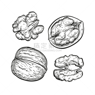 胡桃,草图,墨水,分离着色,有机食品,自然,食品,图像,熟的,收集