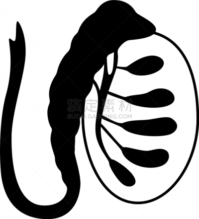 男性生殖系统,生物学,健康保健,睾丸,门诊部,品牌名称,人类的生殖器官,人类腺体,顺序