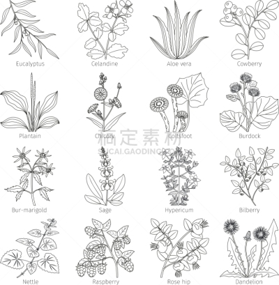 草本,制药厂,轮廓,白色,自然,健康保健,圣约翰草,图像,刺荨麻,收集