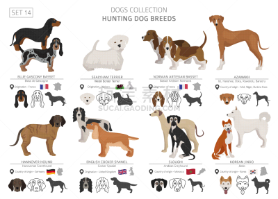 白色,分离着色,猎犬,平坦的,纯种犬,梗犬,运动,法国,狗,收集
