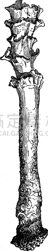洒水器,白色,矢量,锅,图像,雕刻图像,黑色,复古,浇水