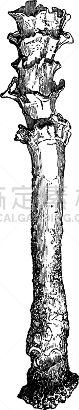 洒水器,白色,矢量,锅,图像,雕刻图像,黑色,复古,浇水