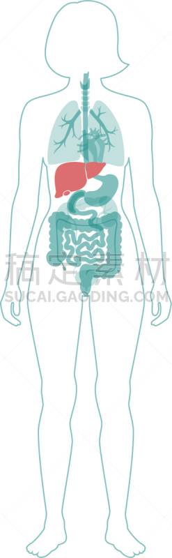 肝脏,生物学,健康保健,新陈代谢,胆汁,模板,女人,肝炎,品牌名称