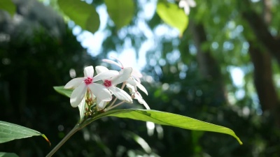 热带花园开花，粉色玻璃花瓶