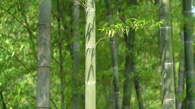 竹林