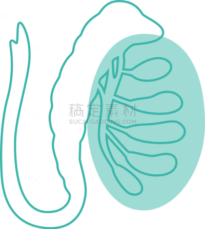 男性生殖系统,生物学,健康保健,睾丸,门诊部,品牌名称,人类的生殖器官,人类腺体,顺序