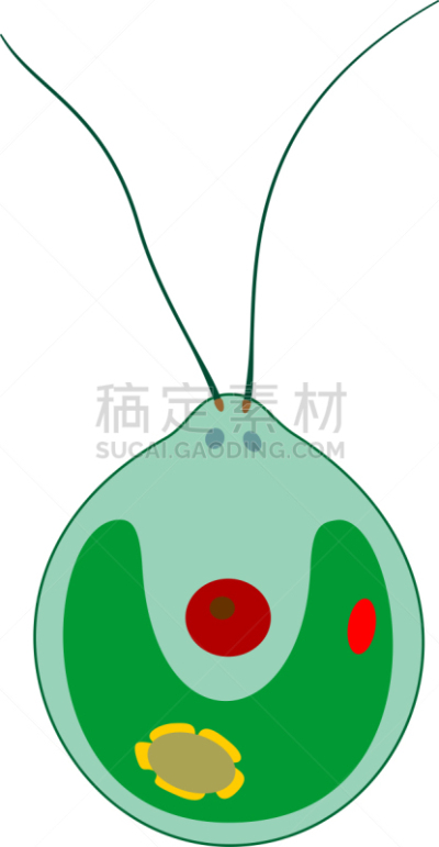 衣藻,白色背景,分离着色,植物细胞,建造物,生物学,微生物学,退化单眼,细胞质,背景分离