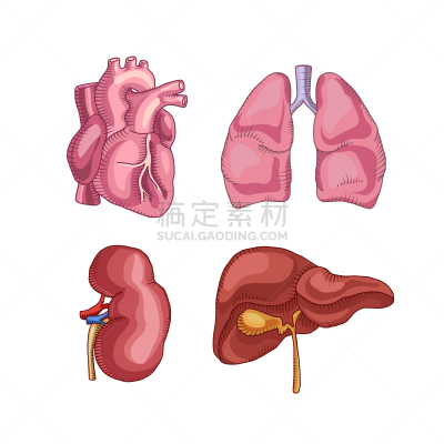 肾,人类心脏,动物肺,肝脏,生物学,健康保健,人,图像,手术