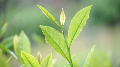 新鲜茶叶