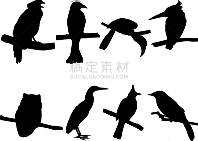 枝,鸟类,季节,夏天,春天,轮廓,白色,黑色,艺术,收集