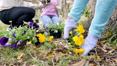 一群邻居在他们邻居的公园里种植紫罗兰