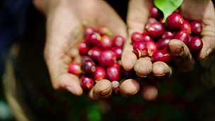 一位辛勤工作的农民将他最近采摘的咖啡樱桃握在手中，然后以慢动作将它们倒入他的桶中。这些樱桃然后被干燥，果肉被去除。这就是你的咖啡开始的样子！