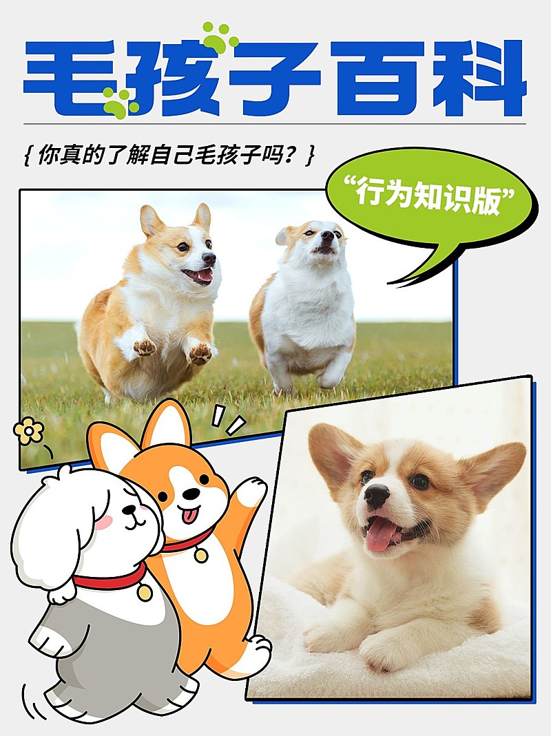 宠物知识科普百科小红书套装小红书封面