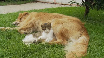   小猫玩狗尾巴