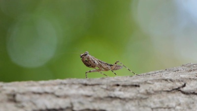 热带雨林中的蝗虫。