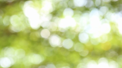 一束光在树林中的树上传递