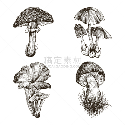 高处,动物手,蘑菇,华丽的,一个物体,壁纸,枝繁叶茂,绘制,收集,复古
