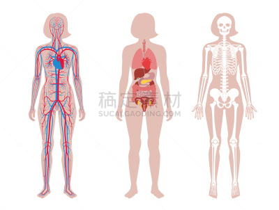 里面,女人,病历卡,有序,怪异,部分,背景分离,骷髅图