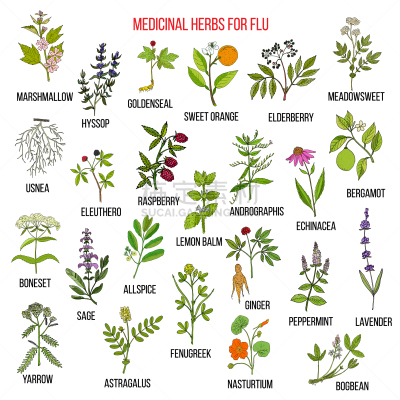 草药,黄芪,生物学,环境,健康保健,自然,图像,矢量,接骨木果