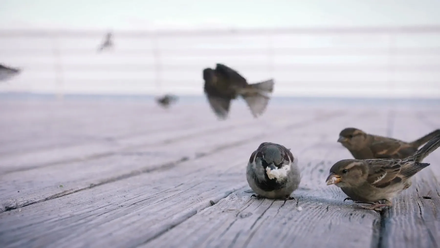 麻雀可爱 麻雀可爱图片 麻雀可爱素材下载 稿定素材