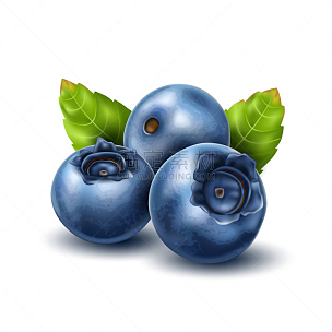 蓝莓,叶子,三维图形,农业,素食,清新,食品,维生素,写实,布置