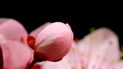 樱花盛开高清