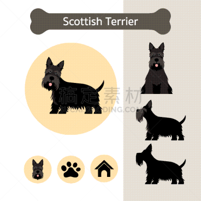 纯种犬,狗,信息图表,苏格兰粗毛猎狐犬,可爱的,狗屋,脚印,梗犬,比例,坐