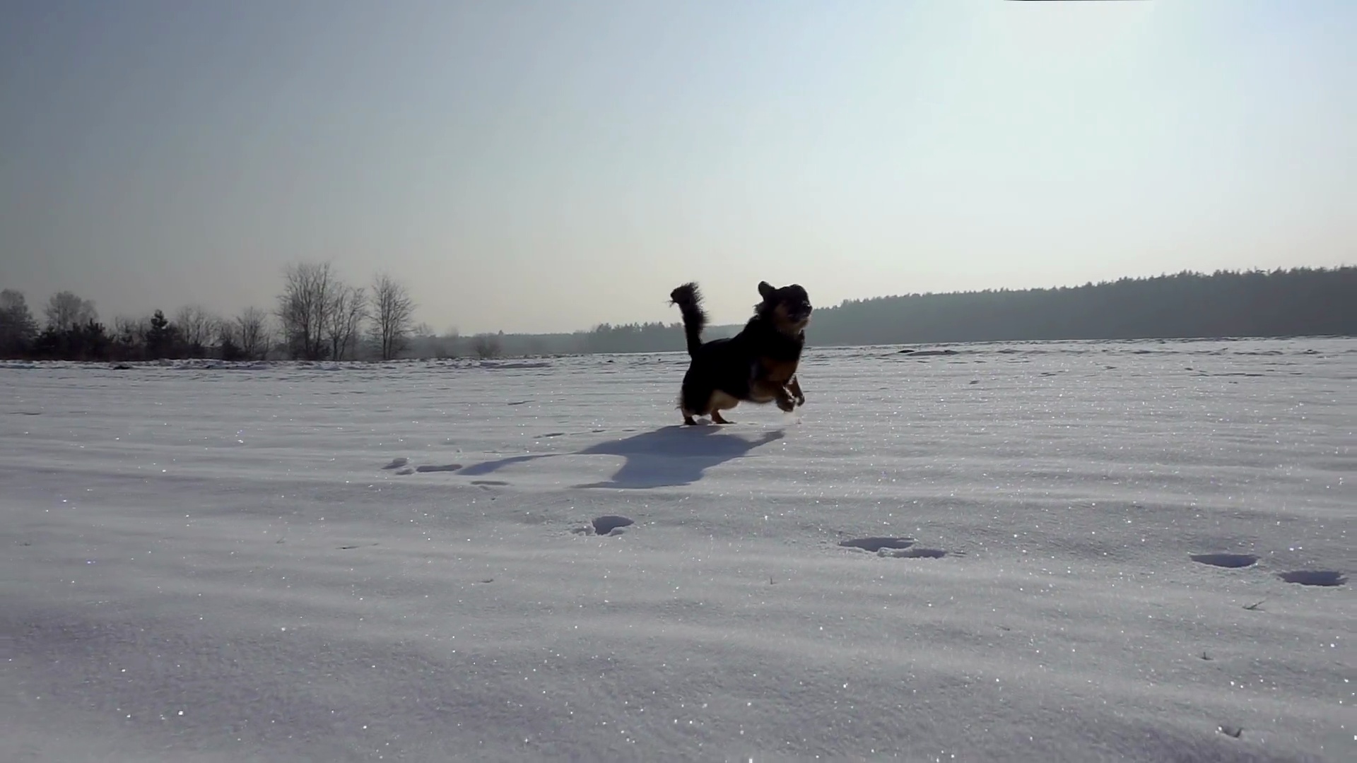 冬天在雪中奔跑的狗(德国牧羊犬)。慢动作。阳光明媚的天气。