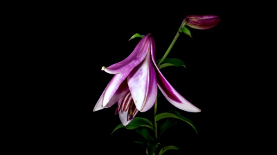 白紫色百合开花时间