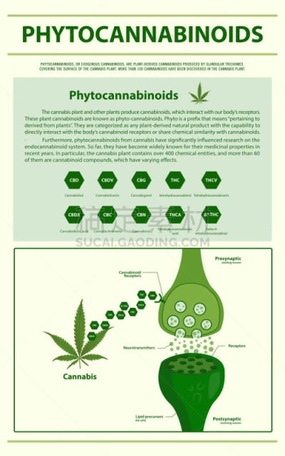 信息图表,垂直画幅,植物,香熏油,心血管系统,人类消化系统,痛苦,幸福,自然