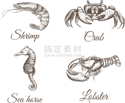 海马,草图,龙虾,螃蟹,虾,菜单,海产,图像,海洋,烹调
