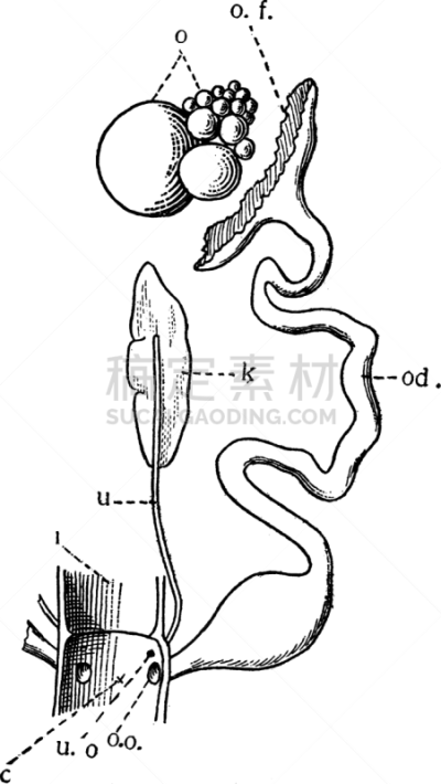 人类的生殖器官,鸟类,雌性动物,白色,矢量,图像,雕刻图像,顺序,黑色,复古