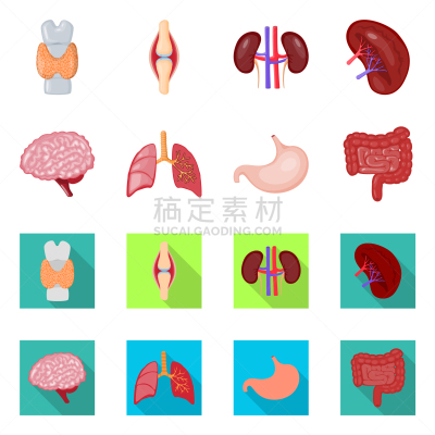 生物学,科学,健康保健,整形器具,胃,人类消化系统,背的，脊的,分离着色,思考,研究