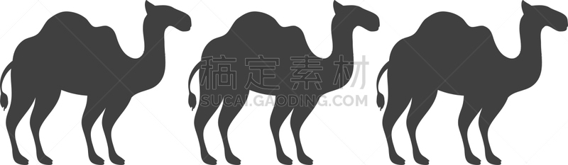 动物,骆驼,平坦的,计算机图标,分离着色,轮廓,自然,动物园,野生动物,剪影