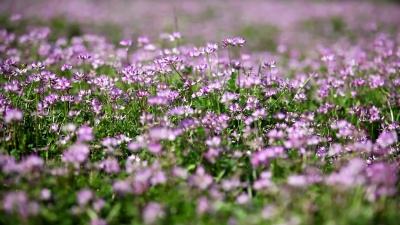 中华黄芪