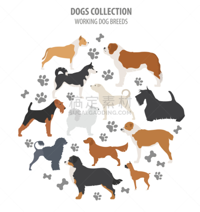 分离着色,狗,纯种犬,梗犬,纽芬兰,图像,沙皮狗,杜宾犬,牛头梗,收集