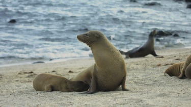 海狮