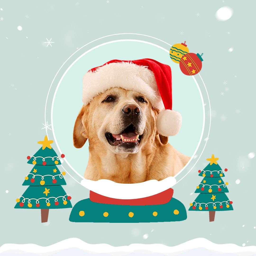 Christmas Seasonal Greetings Profile Picture Templates