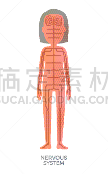 神经系统,女人,突触,人,自主神经系统的,在边上,顺序,科学,感知
