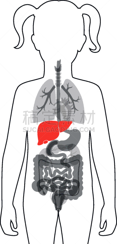 分离着色,肝脏,生物学,健康保健,新陈代谢,胆汁,女人,肝炎,品牌名称,儿童