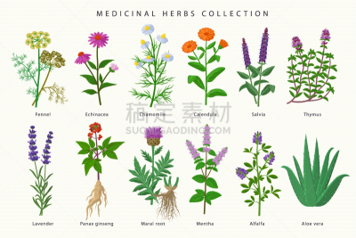 熏衣草,海胆亚目,茴香,绘画插图,紫花苜蓿,百里香,鼠尾草,草药,甘菊,花