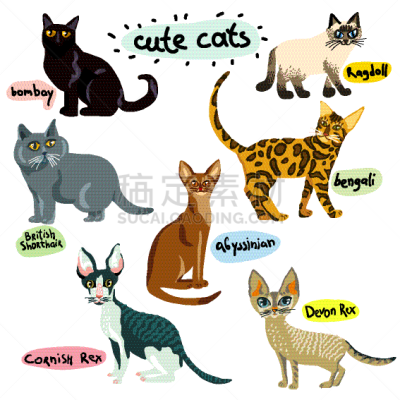 猫,性格,卡通,可爱的,纯种犬,浣熊,哺乳纲,缅因州,动物,布置