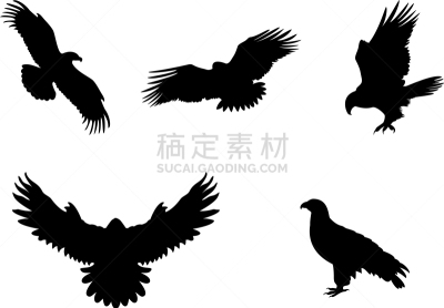 猎鹰,捕猎行为,隼雕,野生动物,翅膀,老鹰