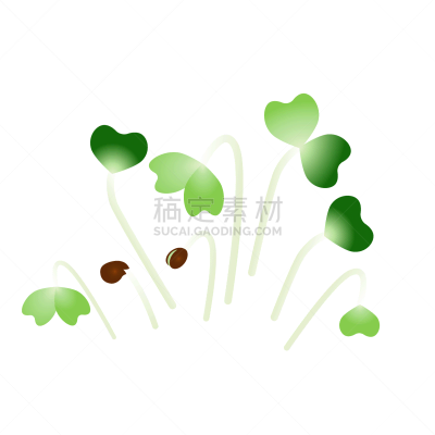 microgreens komatsuna bunch plants white