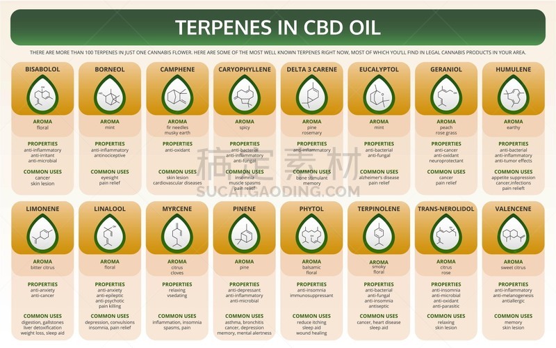 香熏油,教科书,信息图表,水平画幅,比较,植物,人类心脏,心血管系统,人类消化系统