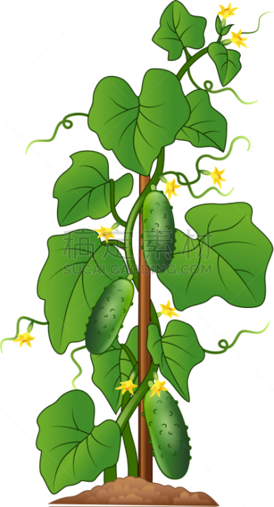植物,分离着色,黄瓜,白色背景,农业,蔬菜,清新,鹰嘴豆沙,食品,熟的