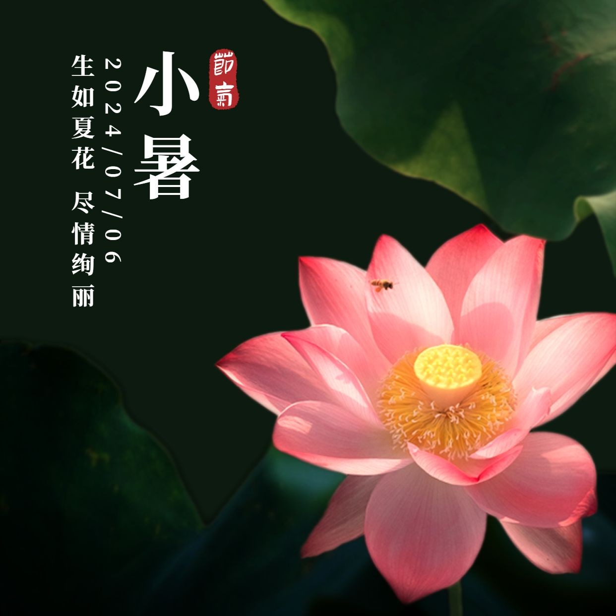 小暑节气祝福蜻蜓夏天方形海报